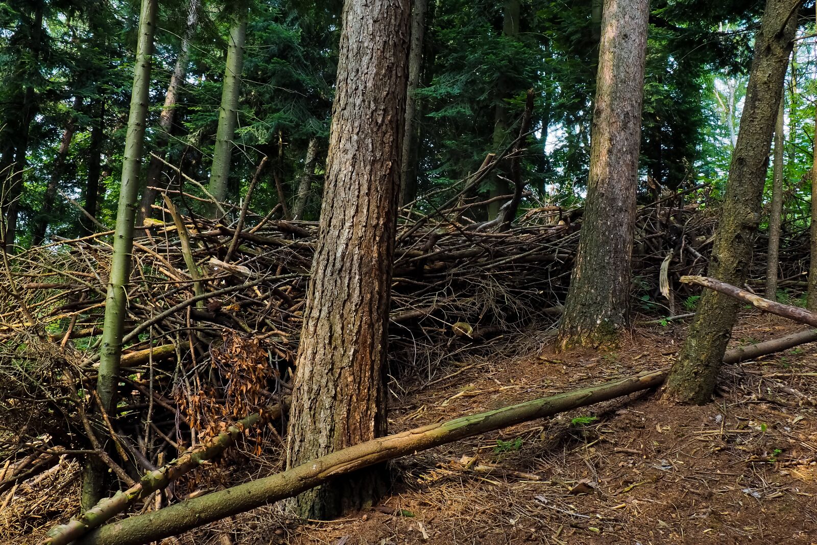 Olympus OM-D E-M10 sample photo. Forest, trees, branches photography