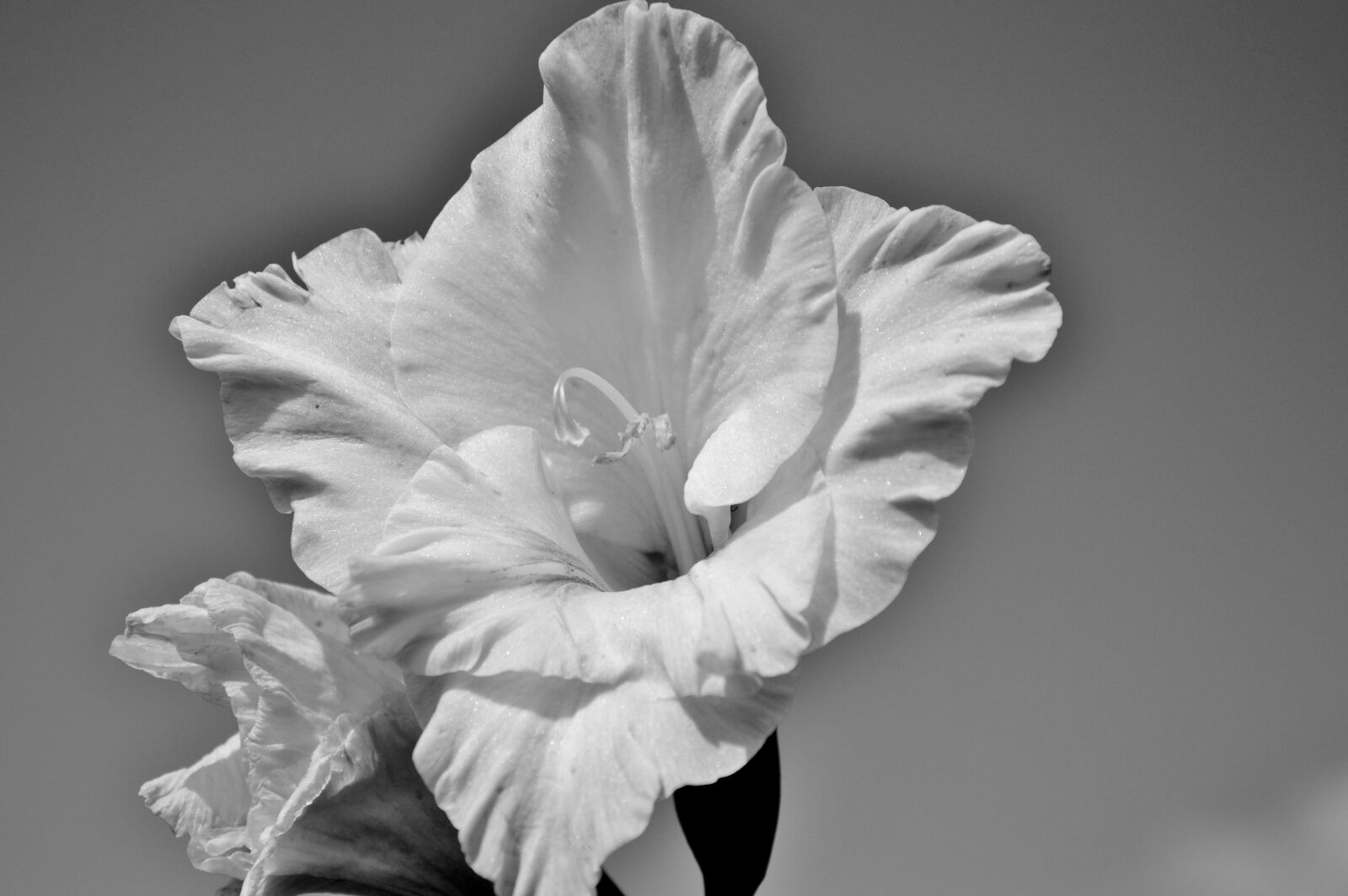 Nikon D3200 sample photo. Gladiolus, gladidus, butterfly greenhouse photography