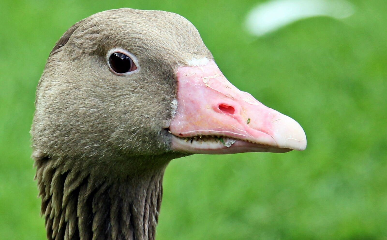 Canon EOS 550D (EOS Rebel T2i / EOS Kiss X4) sample photo. Goose, goose-head, bird photography