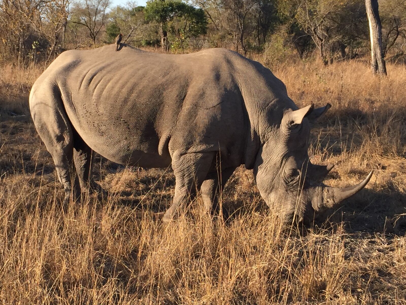 iPhone 6 Plus back camera 4.15mm f/2.2 sample photo. Rhino, africa, sabi sabi photography
