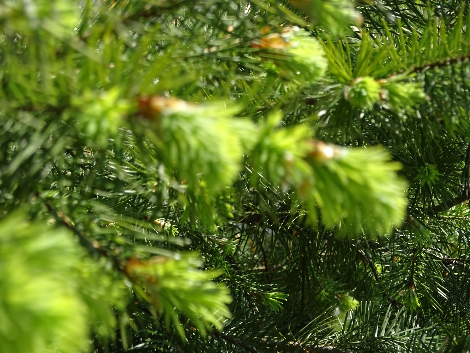 Sony Cyber-shot DSC-HX400V sample photo. Forest, green, spruce photography