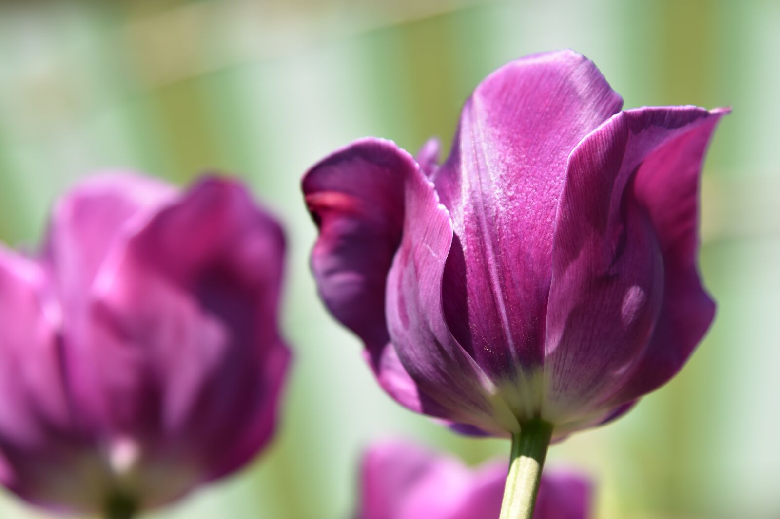 Nikon D750 sample photo. Tulips, flowers, blossoms photography