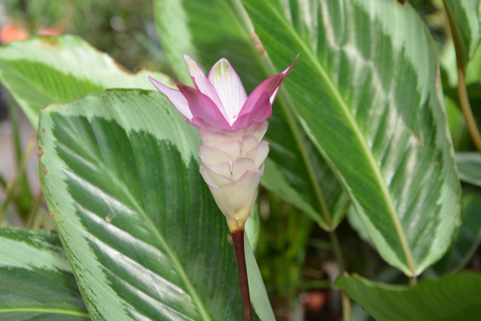 Nikon D5200 sample photo. Flower, calath a bicajoux photography