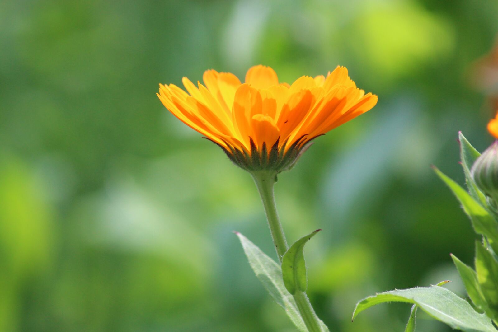 Canon EOS 650D (EOS Rebel T4i / EOS Kiss X6i) sample photo. Calendula, marigold, flower photography