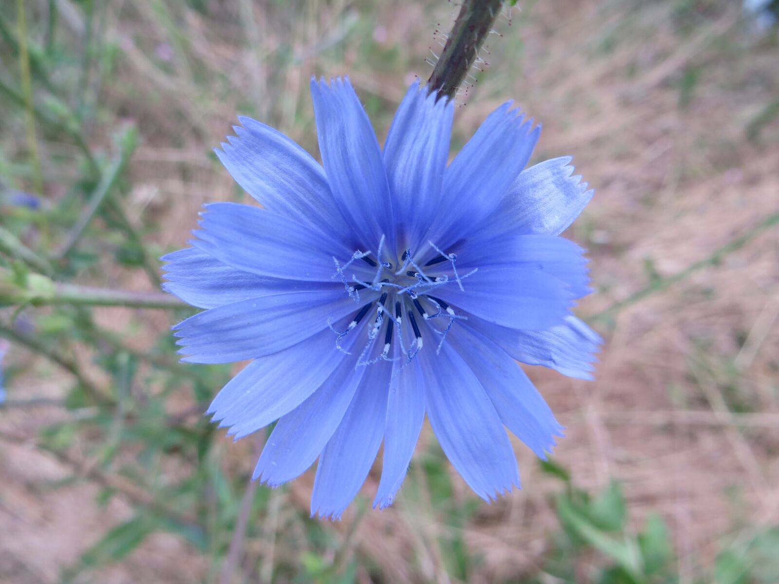 Canon PowerShot SX260 HS sample photo. Flower, blue, green photography