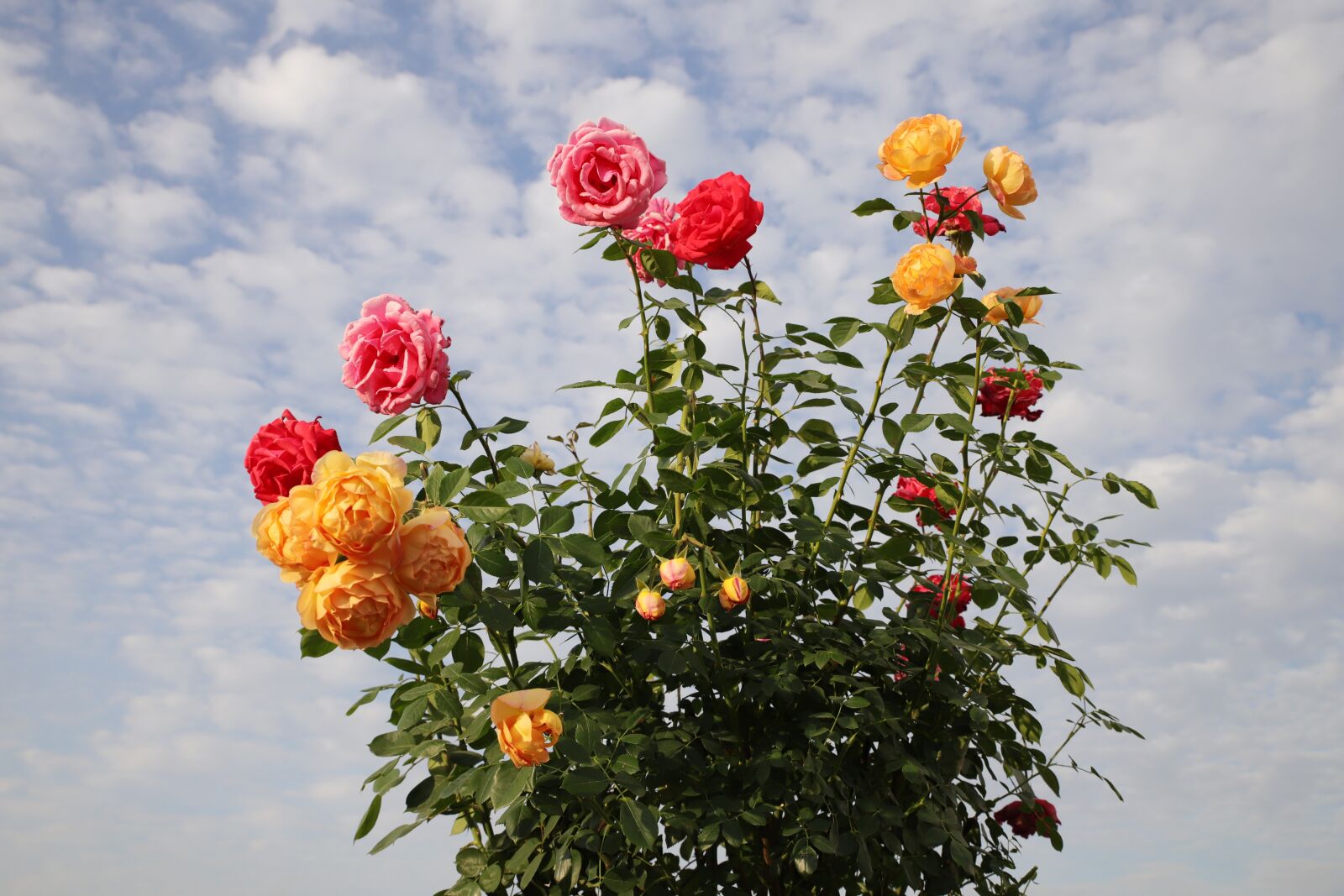 Canon EOS 6D Mark II sample photo. Rose, petal, flowers photography