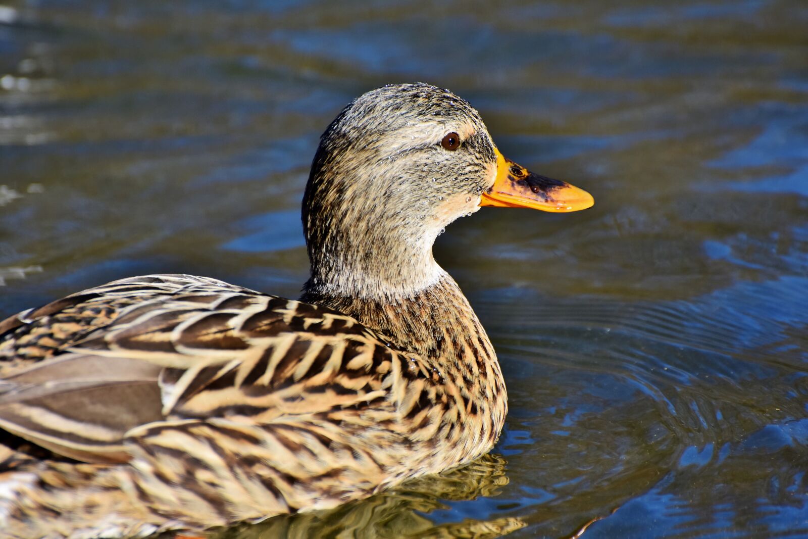 Nikon D7200 sample photo. Duck, mallard, water bird photography