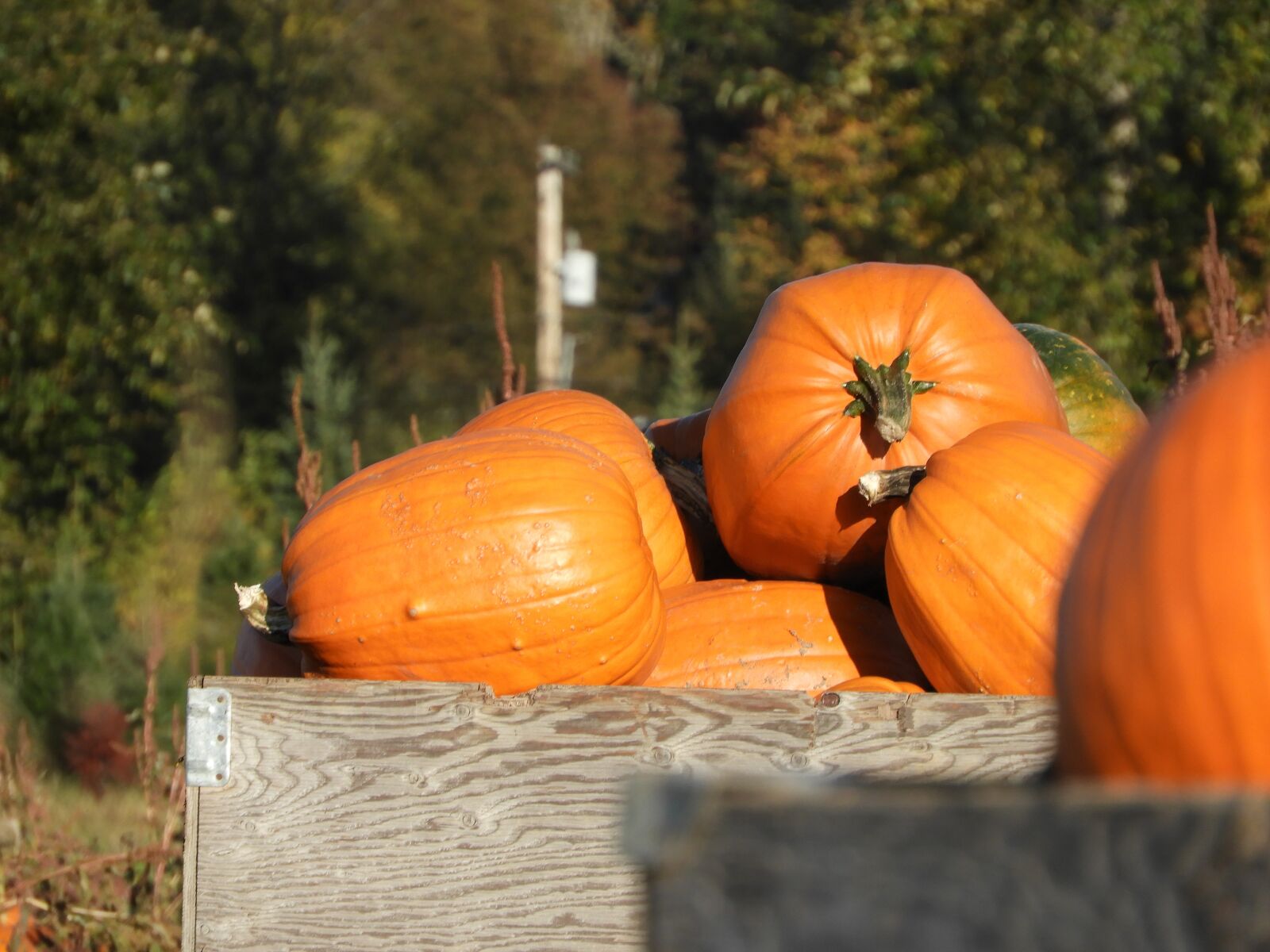 Nikon Coolpix B700 sample photo. Pumpkins, crate, harvest photography