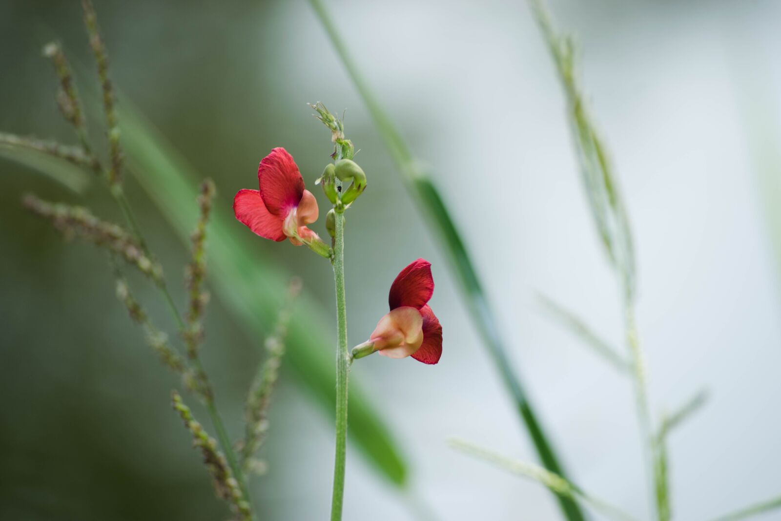 Nikon D5300 sample photo. Flowers, red photography