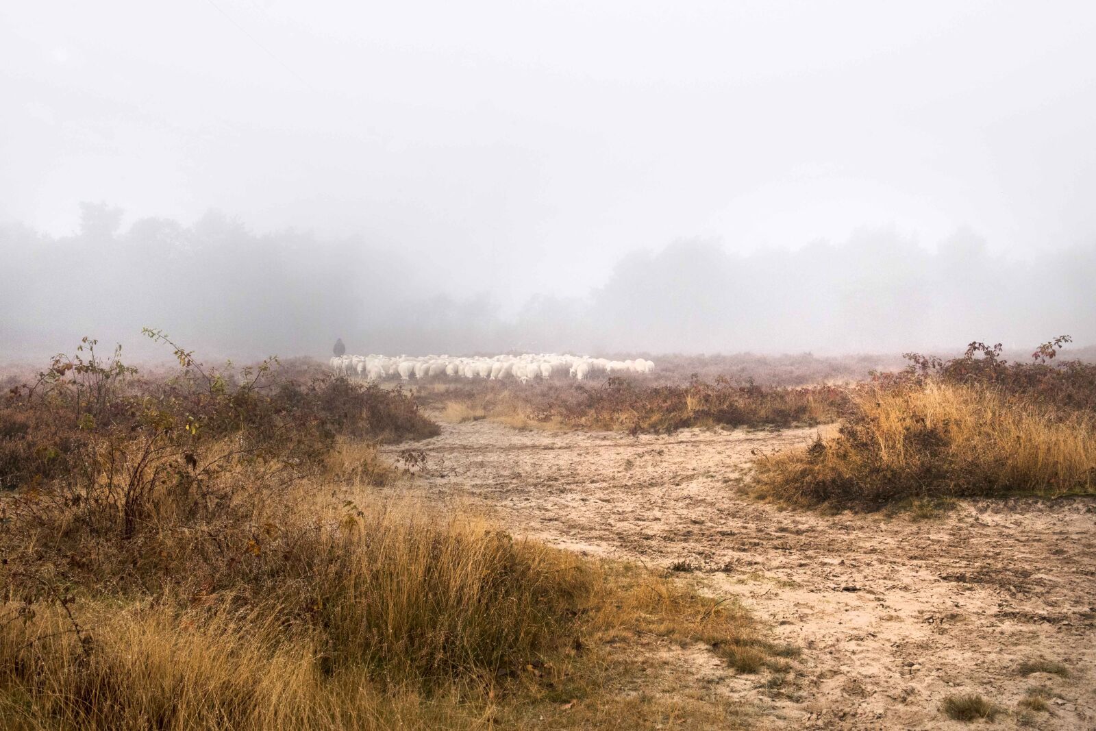 Nikon D750 sample photo. Sheep, field, forest photography