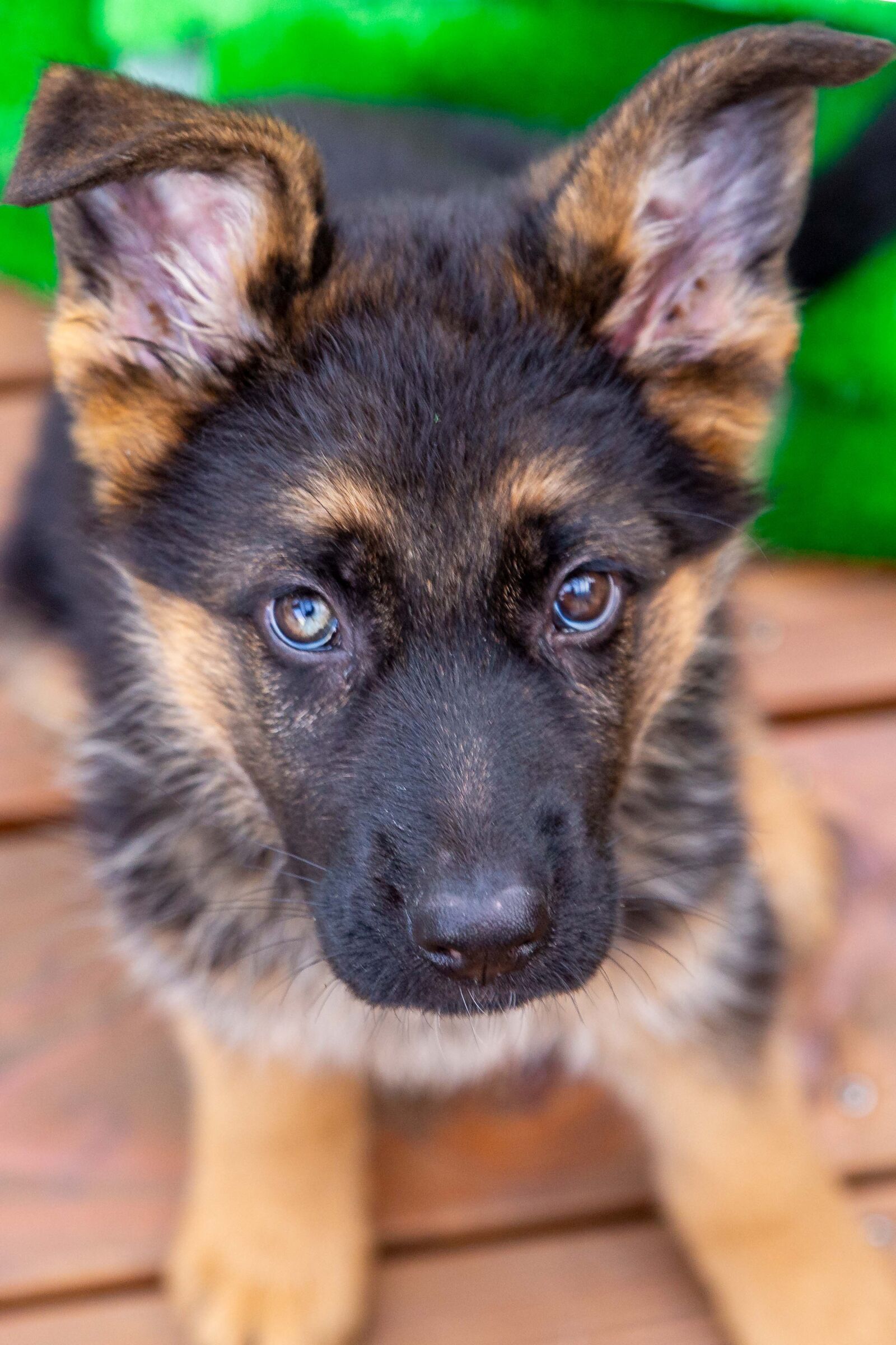 Canon EOS 6D sample photo. Dog, puppy, pet photography