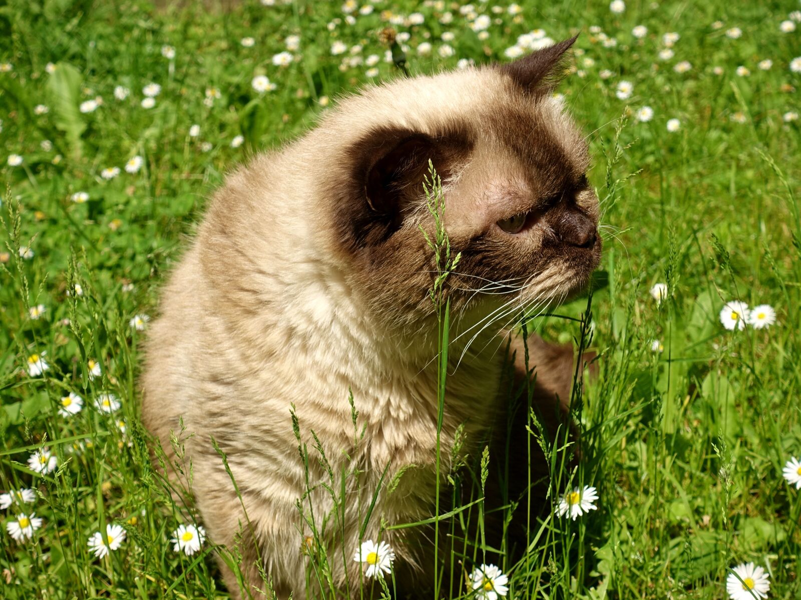 Sony DSC-RX100M5 sample photo. British shorthair, cat, cute photography
