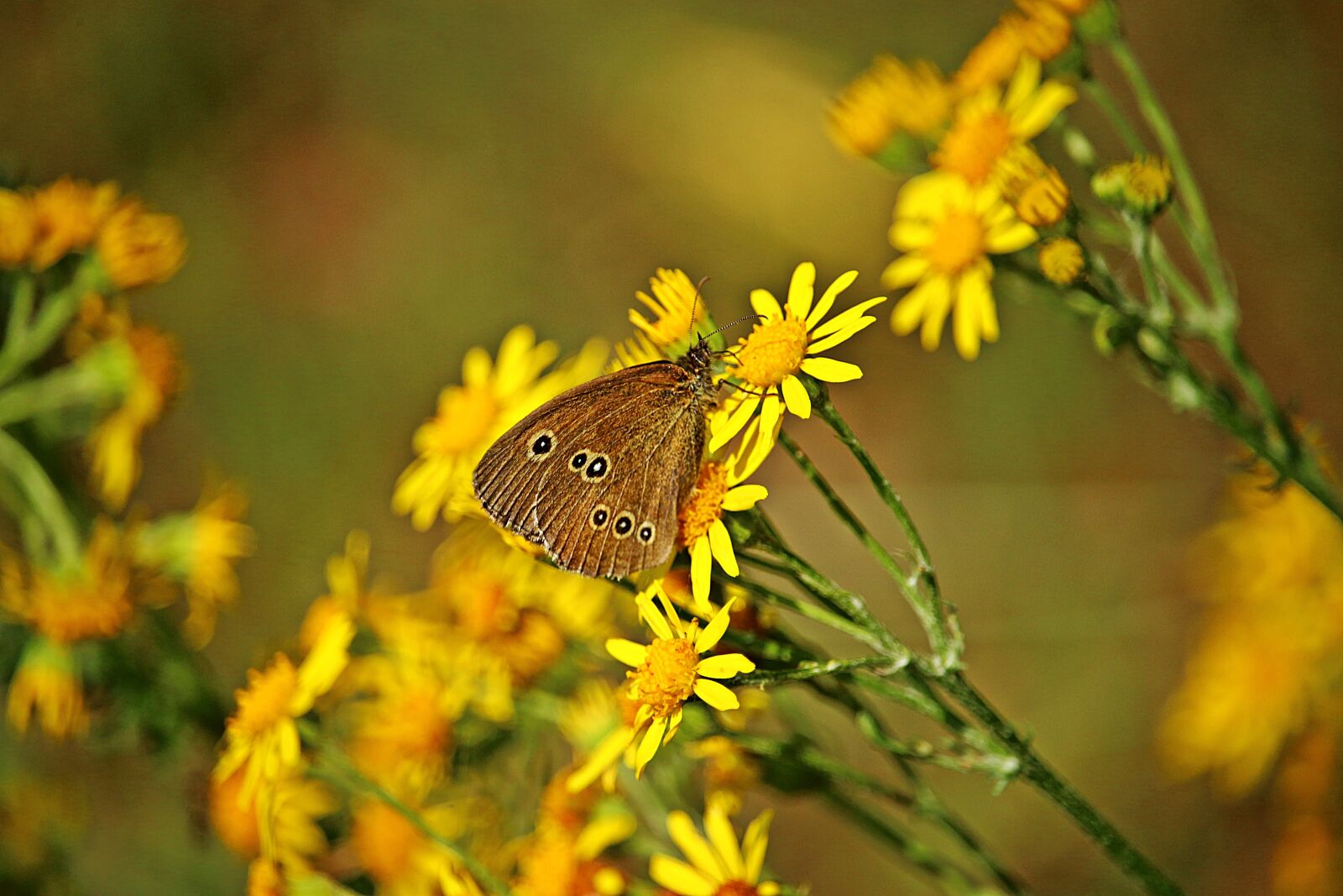 Canon EOS 100D (EOS Rebel SL1 / EOS Kiss X7) sample photo. Butterfly, ragwort, flower photography