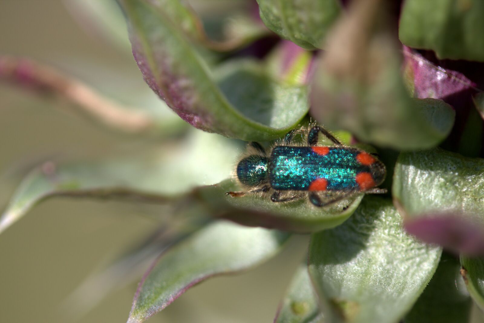 Canon EF-S 60mm F2.8 Macro USM sample photo. Cockroach, green, insecta photography