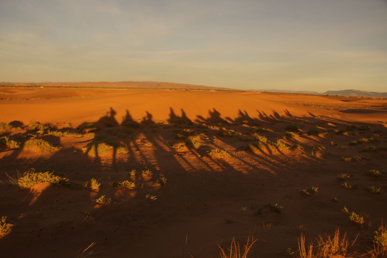 Sony SLT-A65 (SLT-A65V) sample photo. Shadow, camel, desert photography