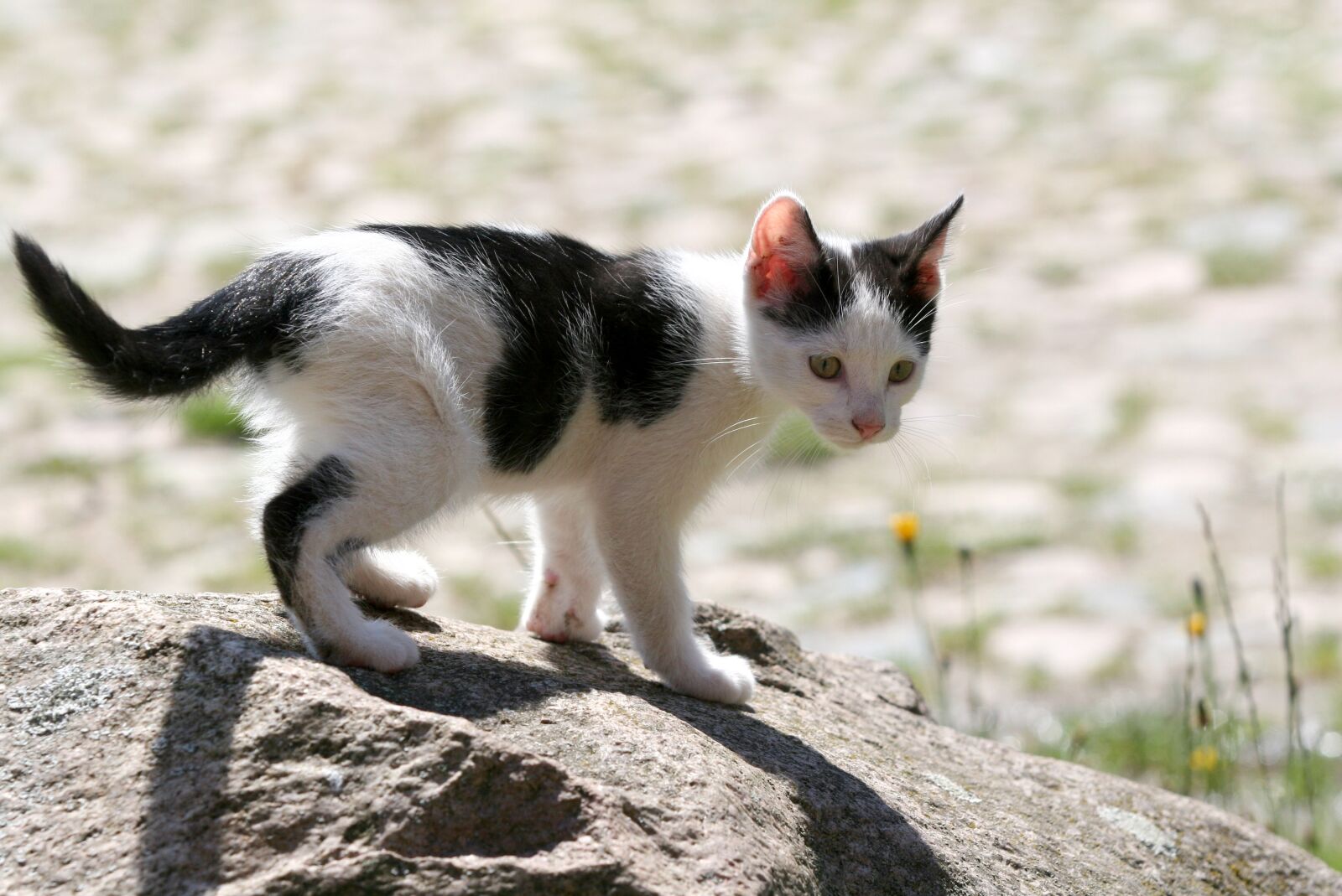Canon EOS 20D sample photo. Cat, puppy, kitten photography