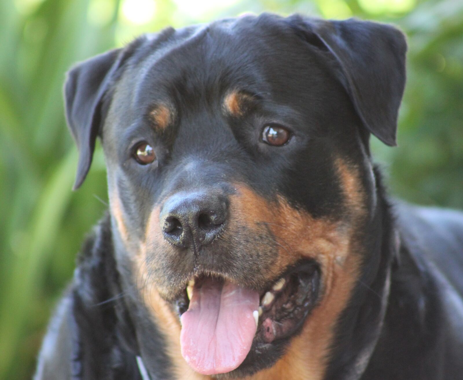 Canon EOS 500D (EOS Rebel T1i / EOS Kiss X3) sample photo. Portrait, dog, pet photography