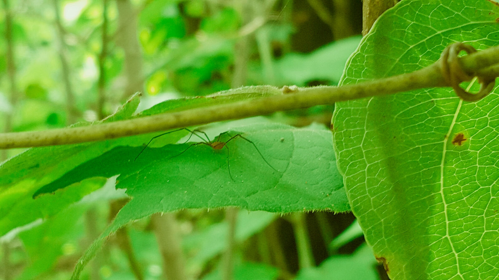 Samsung Galaxy Note5 sample photo. Bug, nature, spider photography