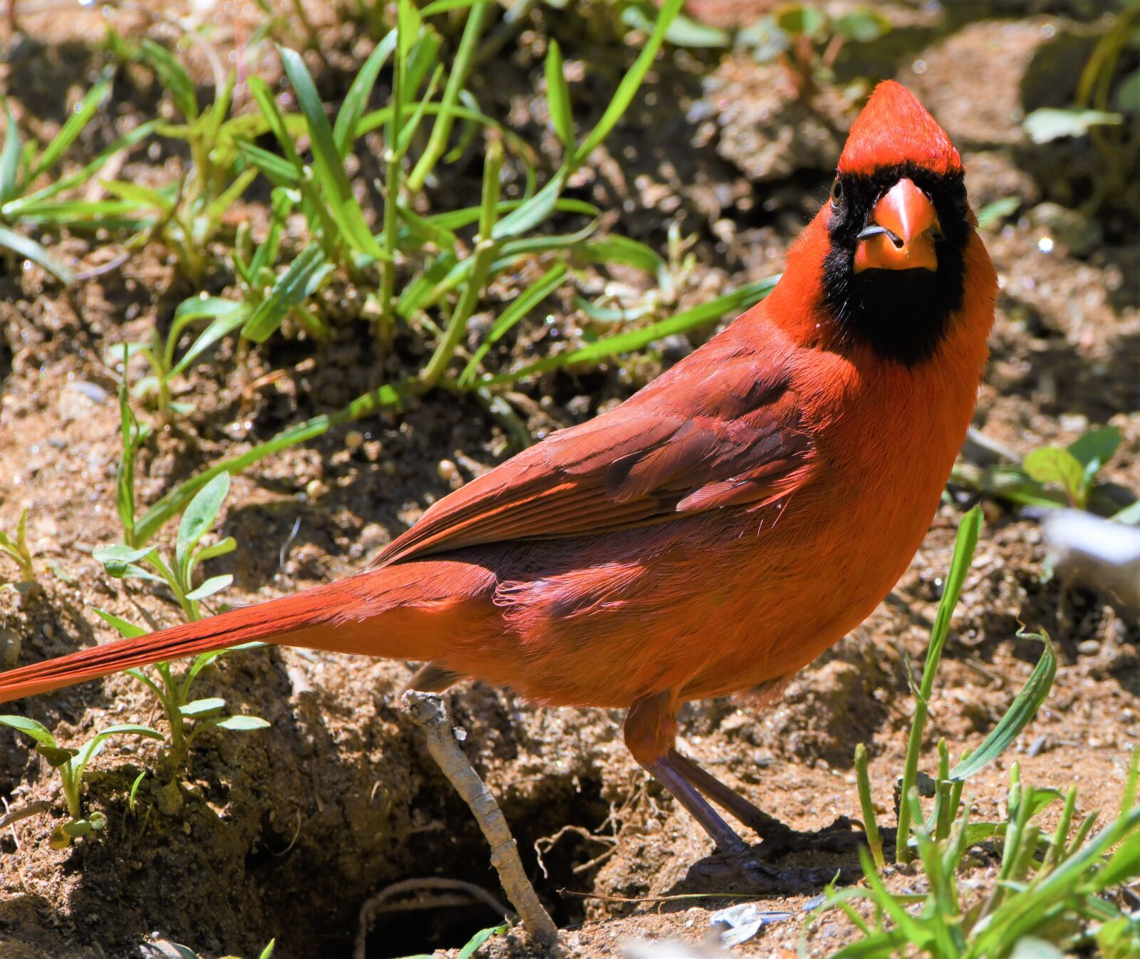 Nikon D850 sample photo. Cardinal, redbird, son photography