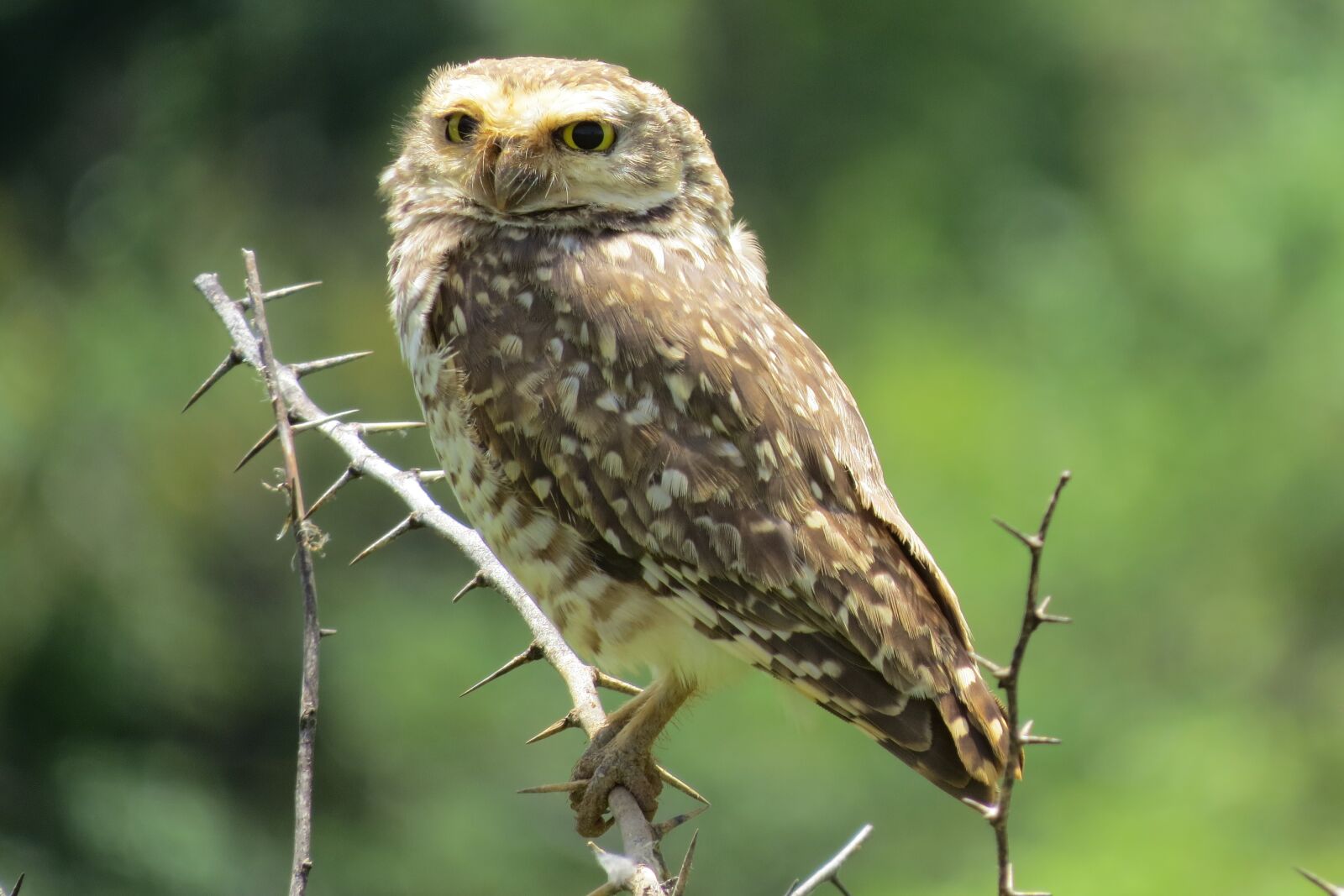 Canon PowerShot SX50 HS sample photo. Owl, nature, bird photography