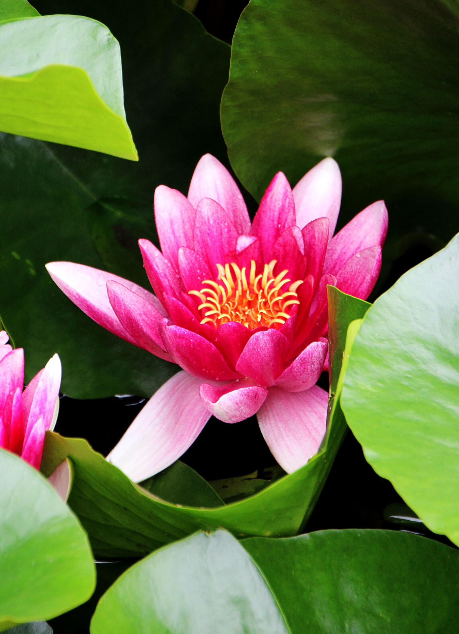 Canon EOS 1300D (EOS Rebel T6 / EOS Kiss X80) sample photo. Water lily, blossom, bloom photography