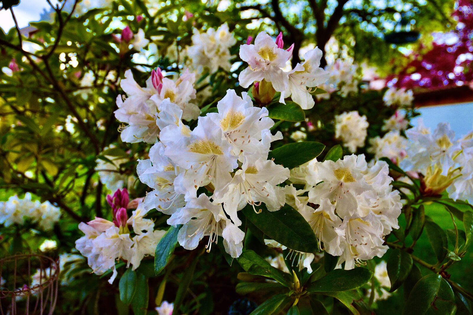 Nikon D5200 sample photo. Flower, color, nature photography
