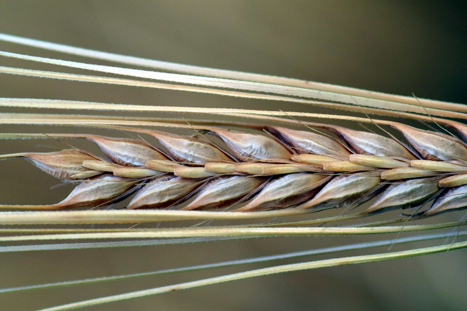 Nikon D3300 sample photo. Food, summer, grain, macro photography