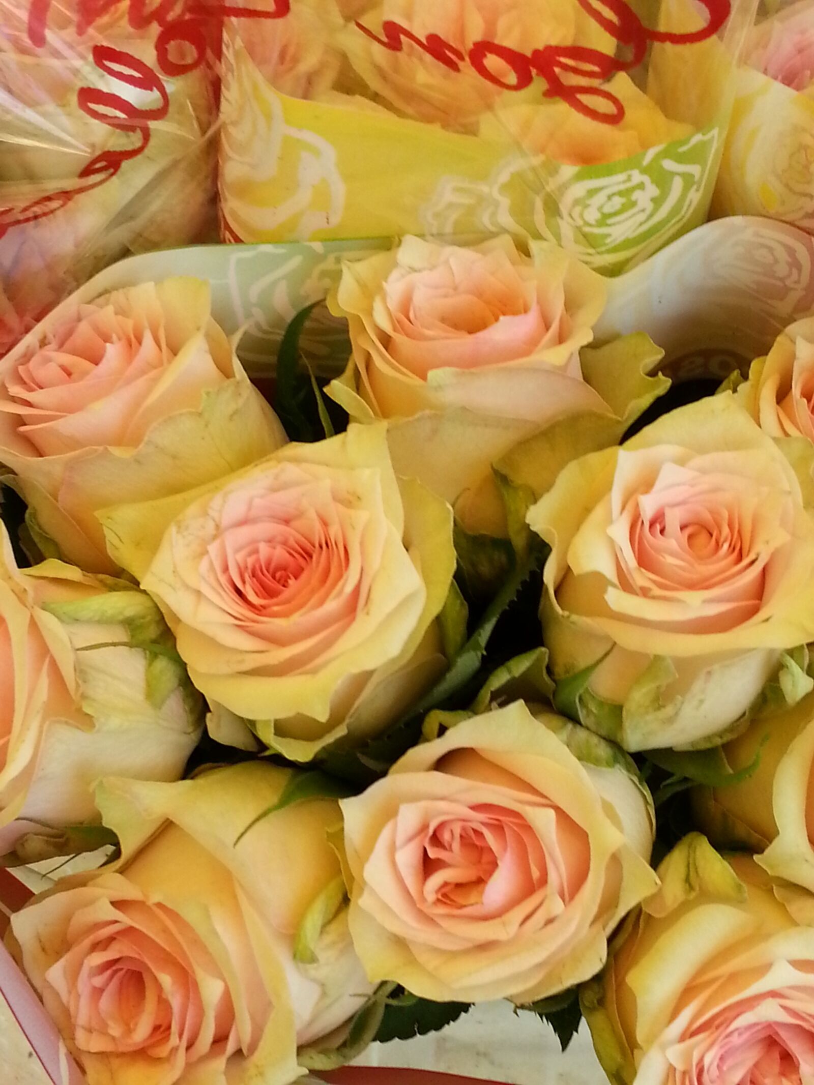 Samsung Galaxy Note2 sample photo. Rose, flowers, pink flower photography