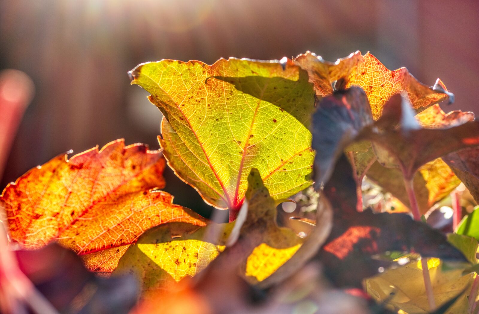 Nikon D750 sample photo. Autumn colours, vine leaves photography