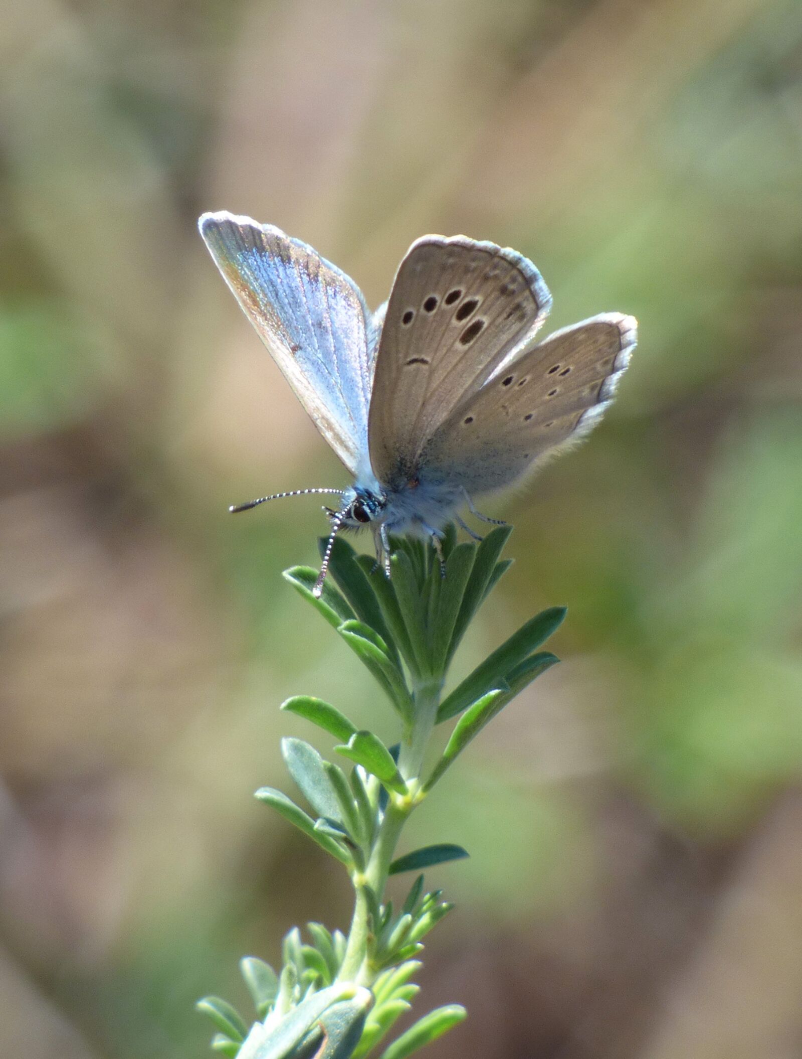 Panasonic Lumix DMC-FZ70 sample photo. Butterfly, polyommatus icarus, blue photography