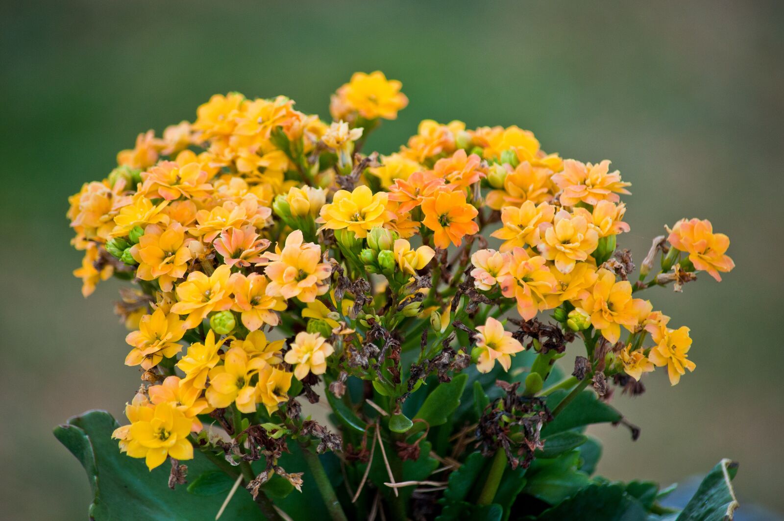 Nikon D90 sample photo. Bouquet of flowers, flowers photography