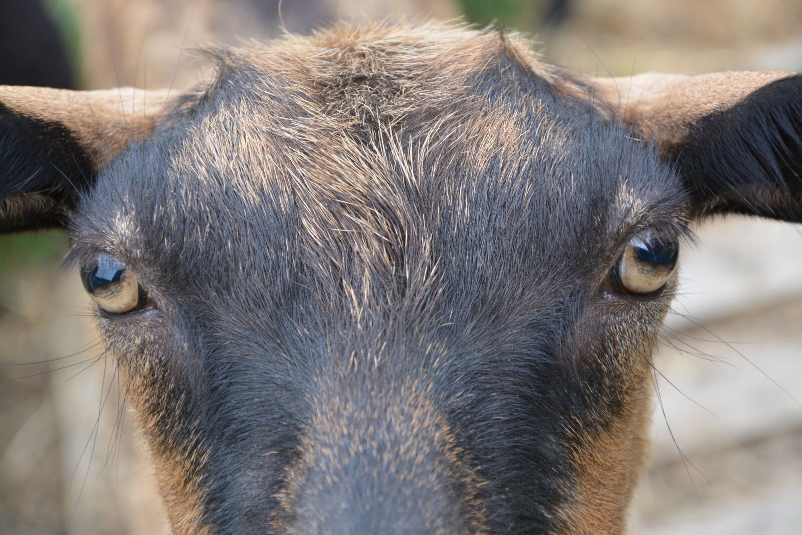 Nikon D5200 sample photo. Eyes of the goat photography
