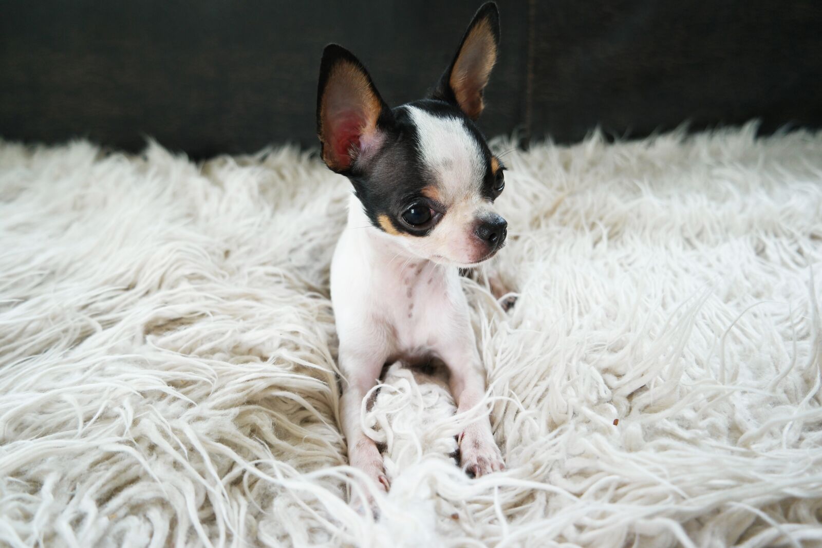 Samsung NX500 sample photo. Chihuahua, dog, puppy photography