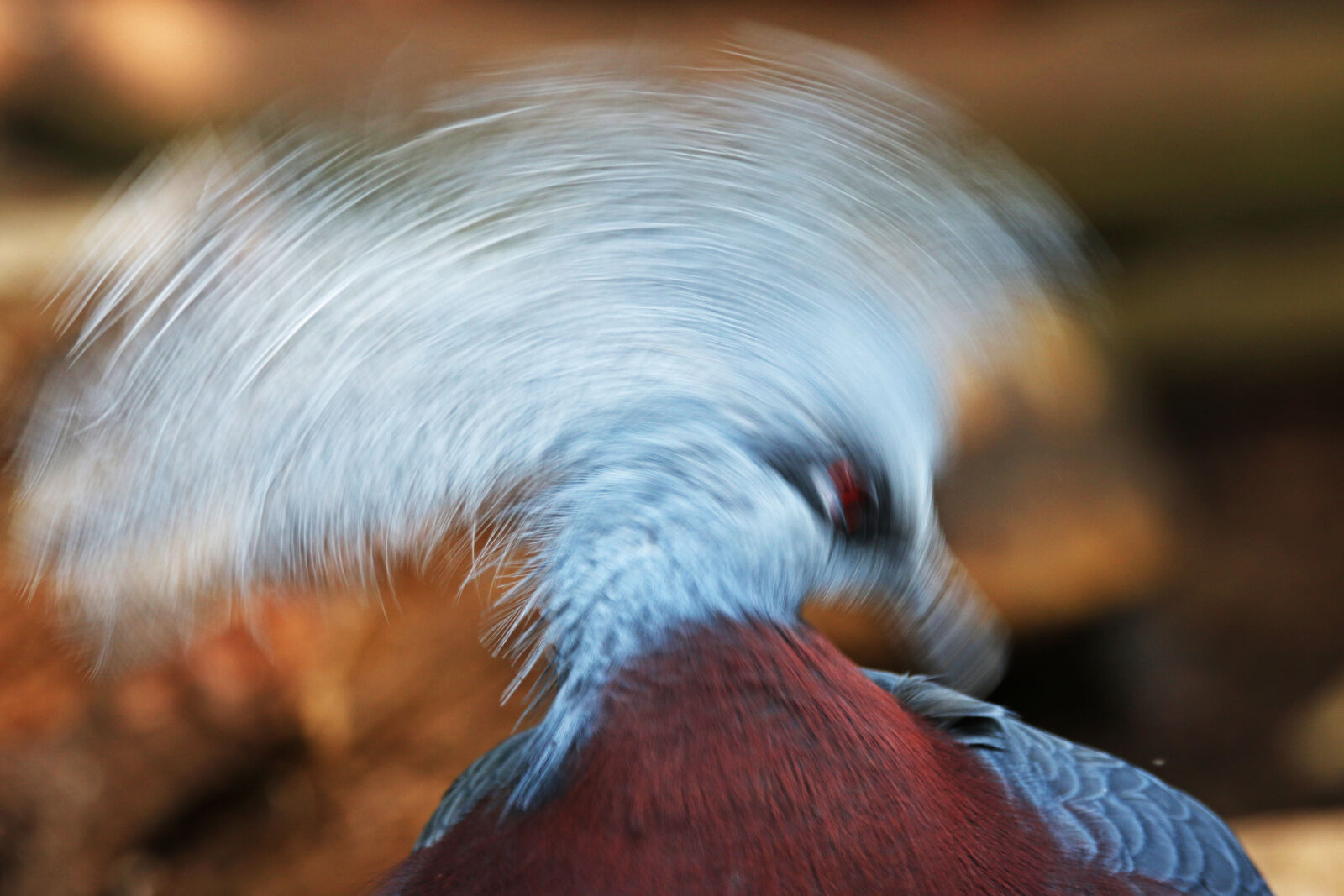 Canon EOS 7D Mark II sample photo. Animal, bird, exotic, feathers photography