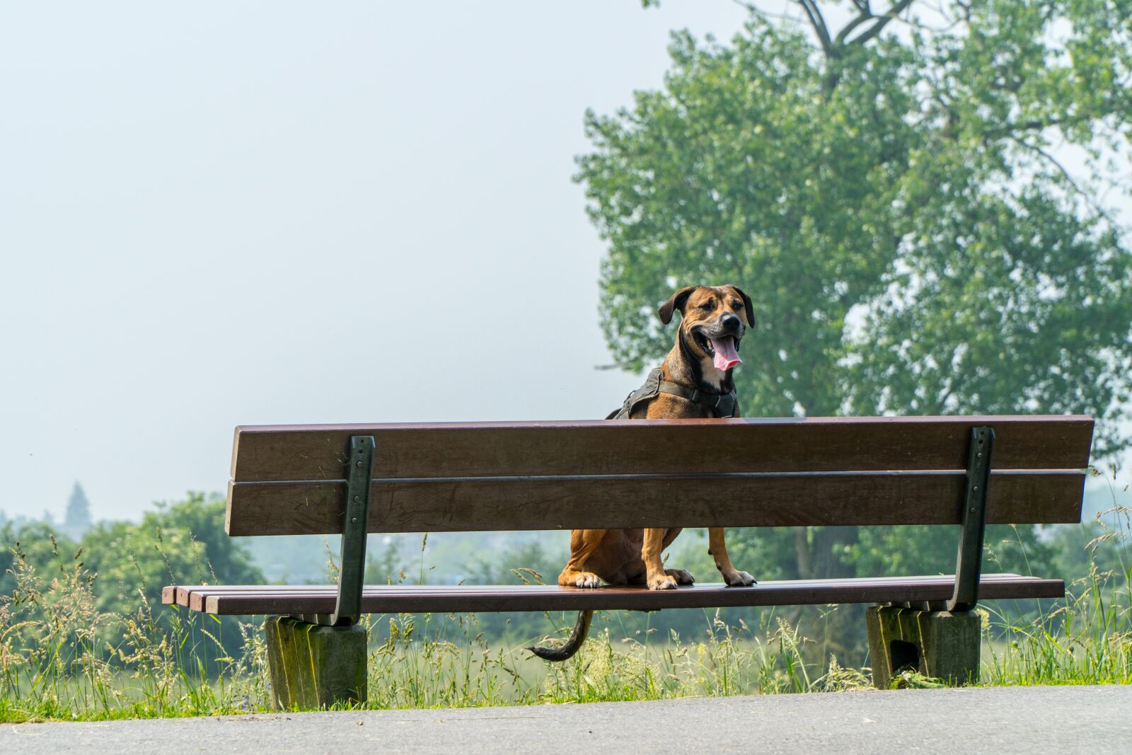 Sony a6300 + Sony E PZ 18-105mm F4 G OSS sample photo. Dog, bank, wait photography