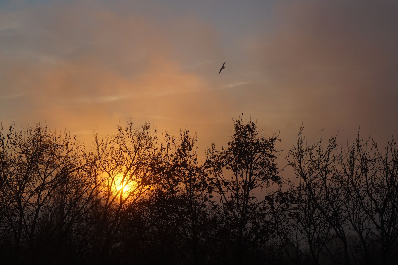 Sony Alpha NEX-F3 + Sony E 18-55mm F3.5-5.6 OSS sample photo. Sunset, sky, timber photography