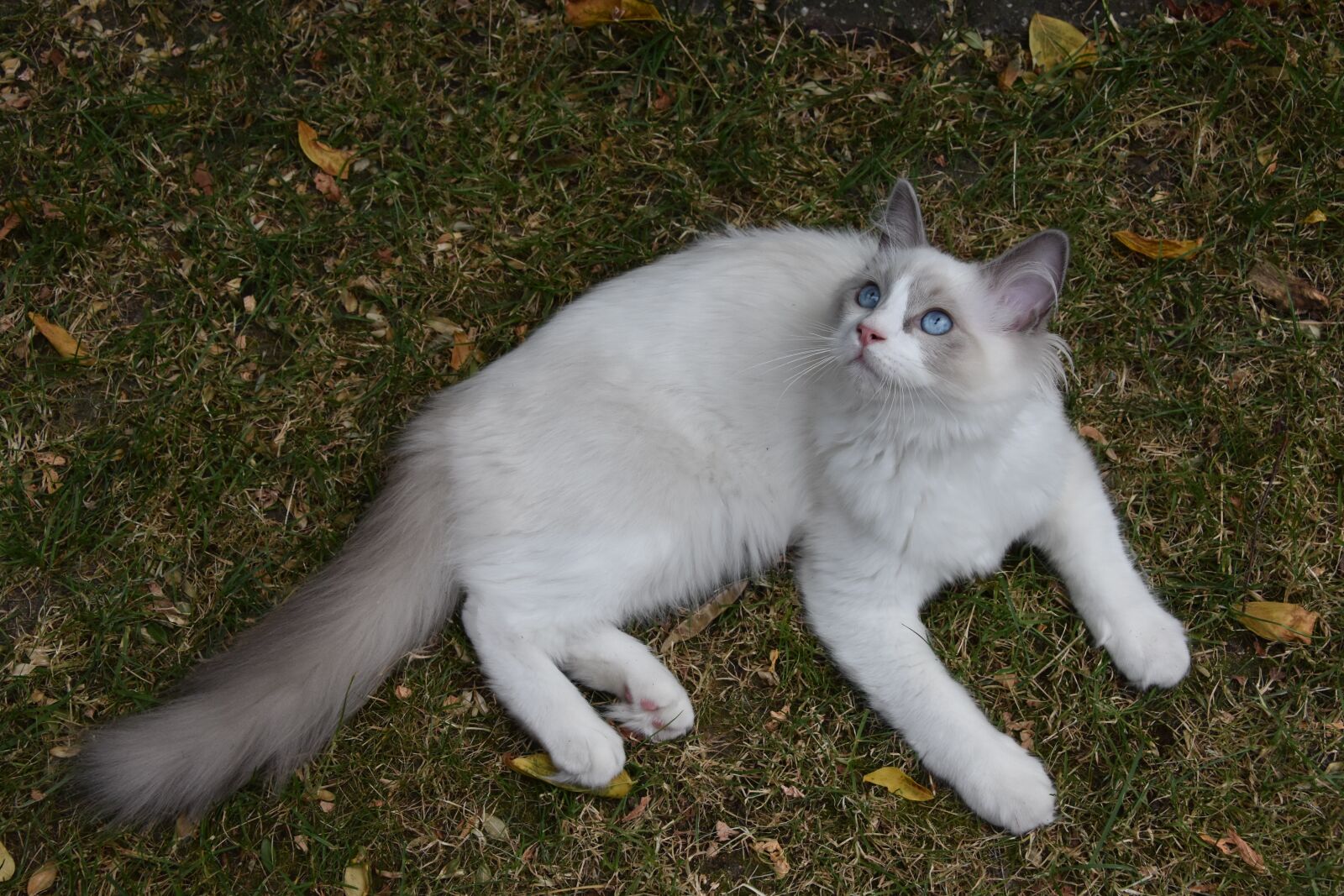 Nikon D7200 sample photo. Ragdoll, cat, pet photography