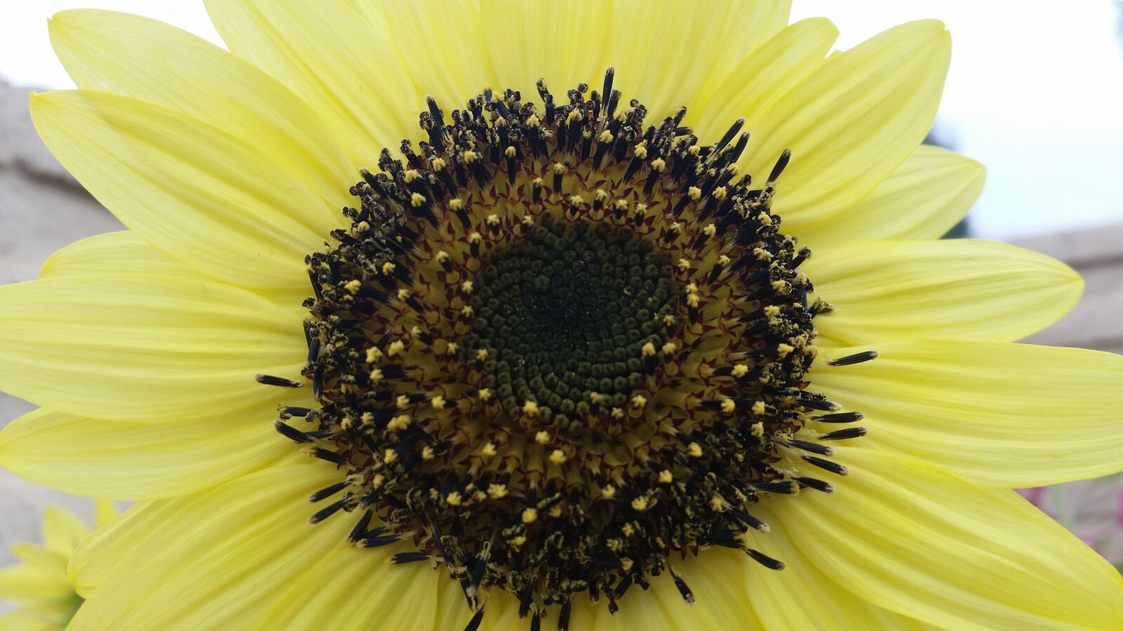 Samsung Galaxy S5 sample photo. Sun flower, sun, flower photography