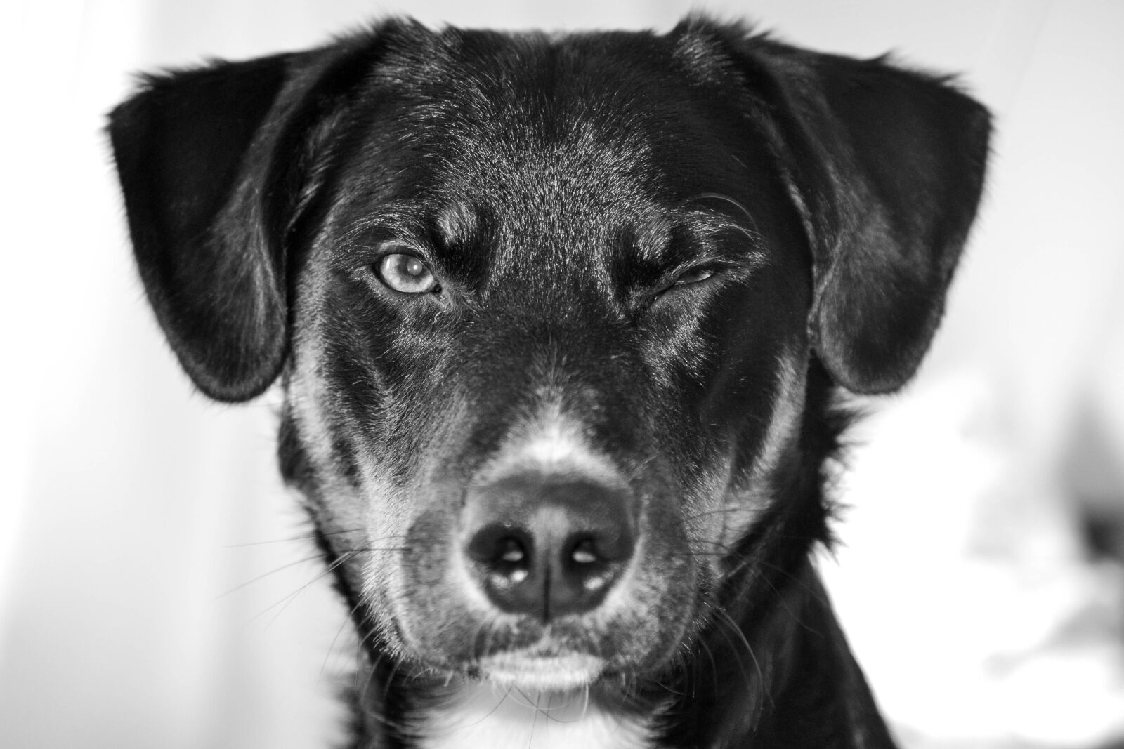 Nikon D3100 sample photo. Dog, appenzeller, switzerland photography