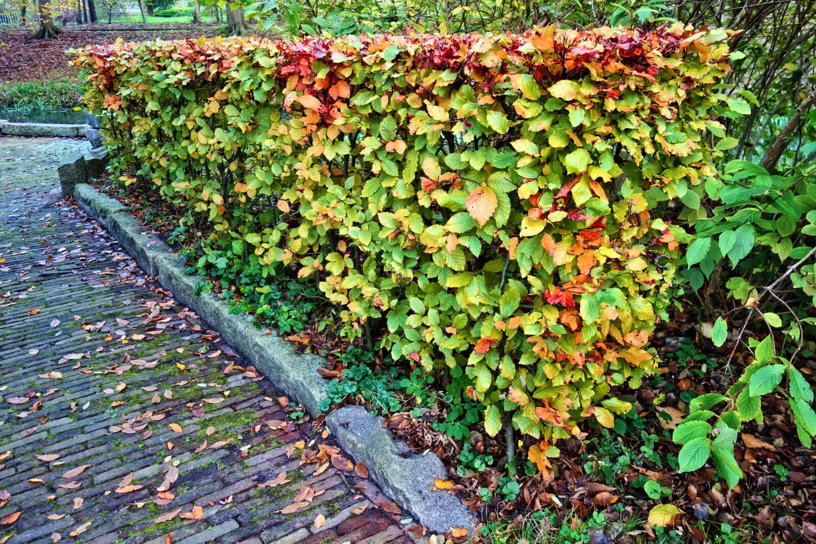 Sony Cyber-shot DSC-RX100 sample photo. Hedge, trimmed, trimmed hedge photography