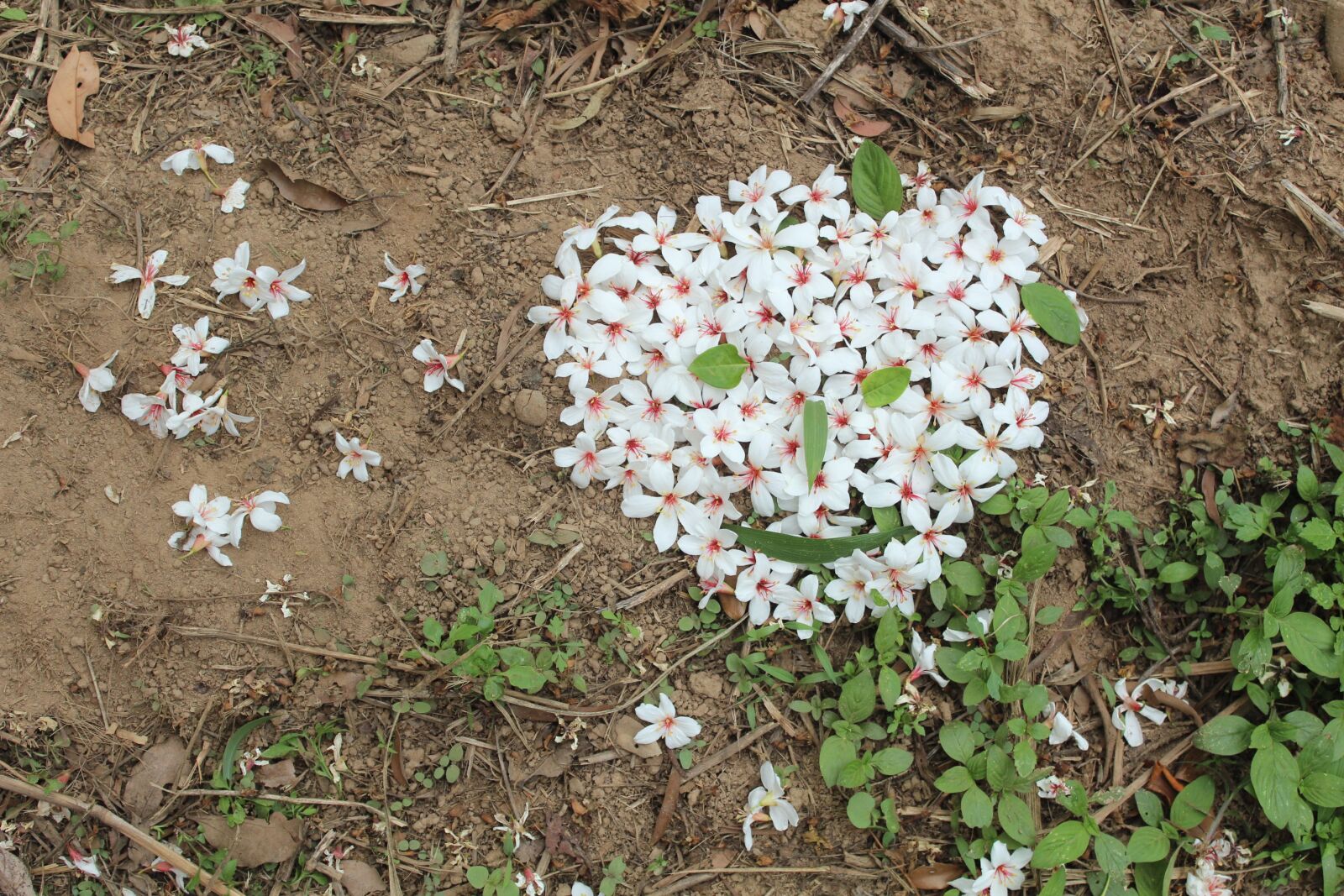 Canon EOS 600D (Rebel EOS T3i / EOS Kiss X5) sample photo. Tung flowers, smiley, taiwan photography