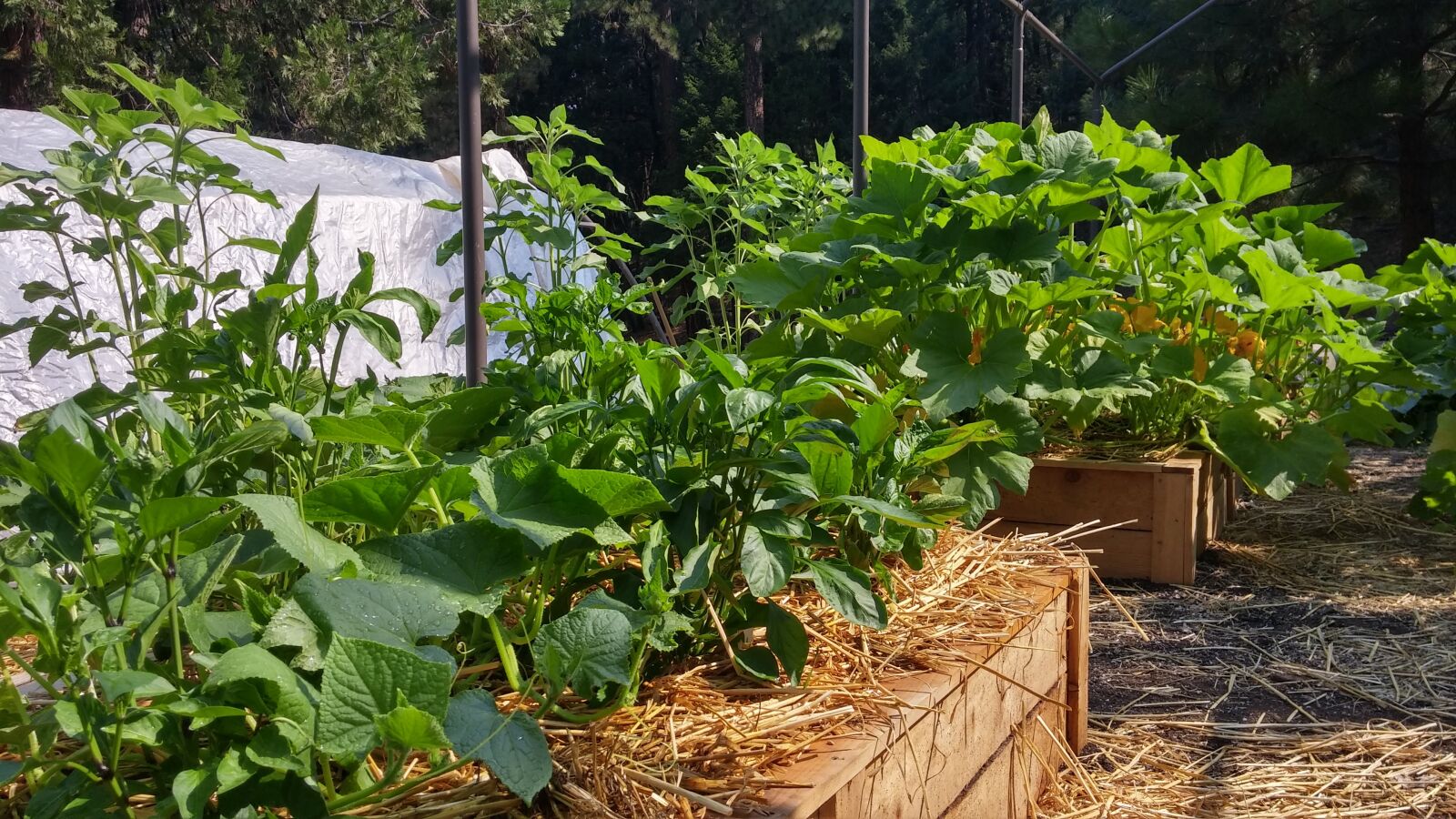 LG G3 sample photo. Garden, vegetables, vegetable garden photography