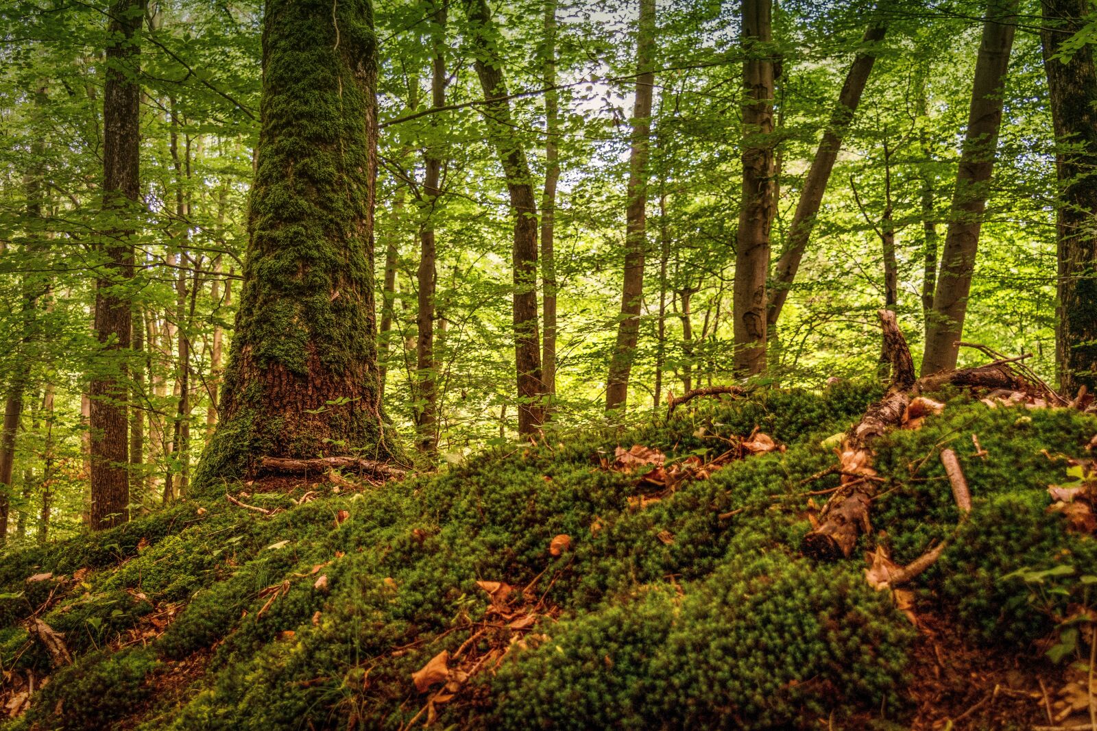 Nikon D3300 sample photo. Forest, tree, moss photography
