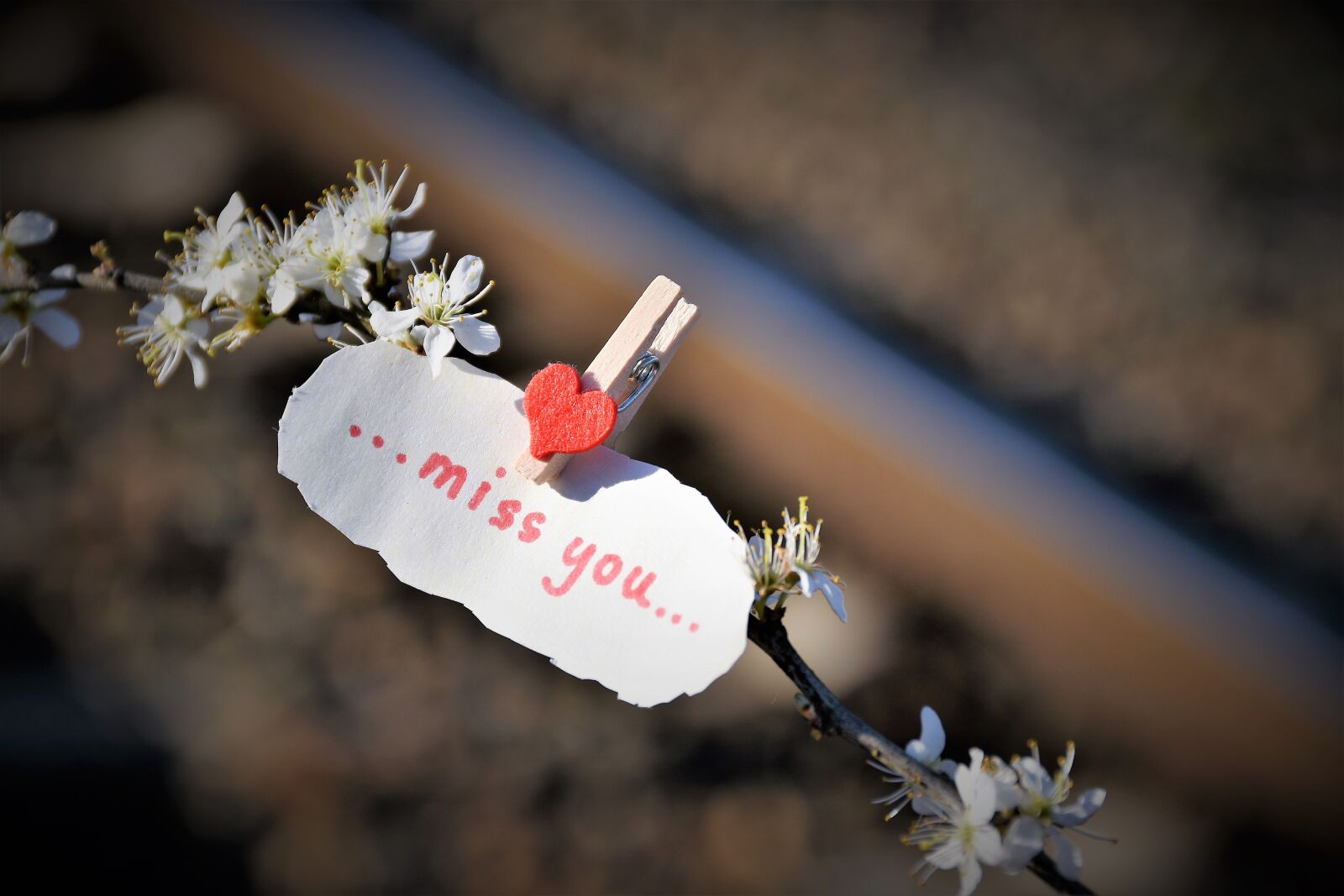 Nikon D5600 sample photo. Message, to lost love photography