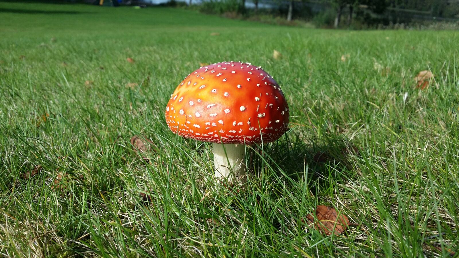 Samsung Galaxy S4 sample photo. Autumn, fly agaric, red photography