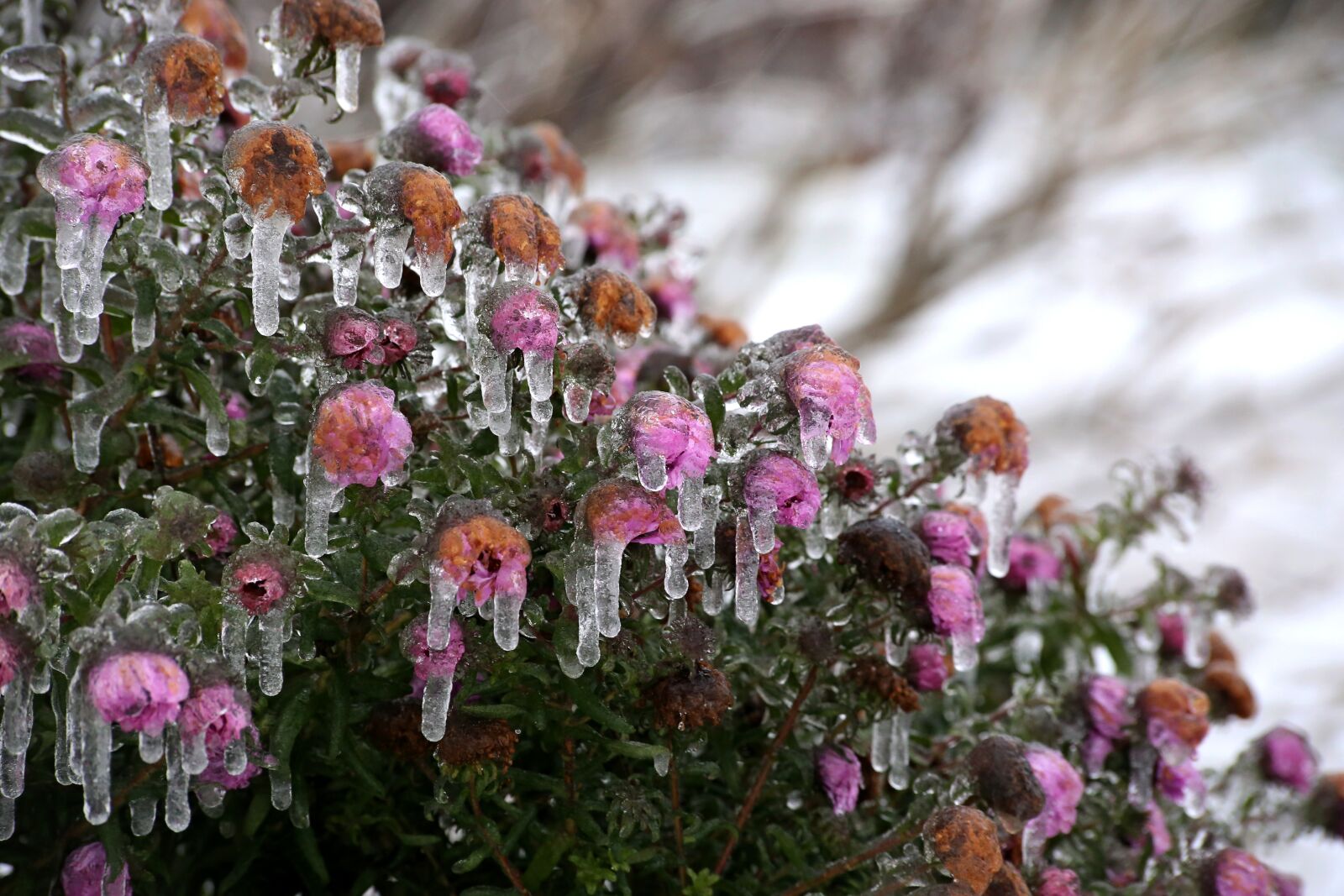 Canon EOS 6D sample photo. Flower, nature, plant photography