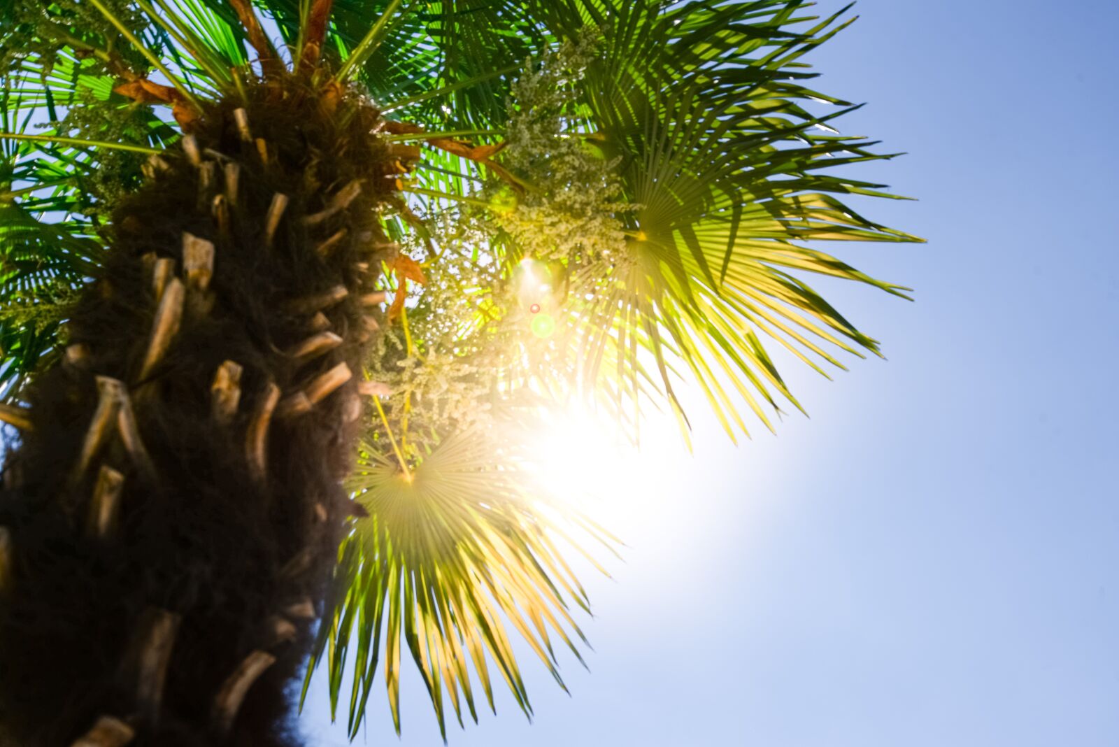 Nikon D610 sample photo. Palm, tree, sun photography