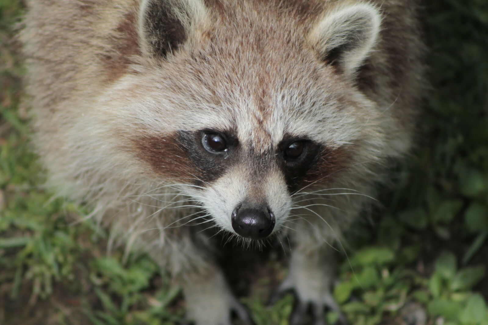 Canon EOS 1100D (EOS Rebel T3 / EOS Kiss X50) sample photo. Raccoon photography