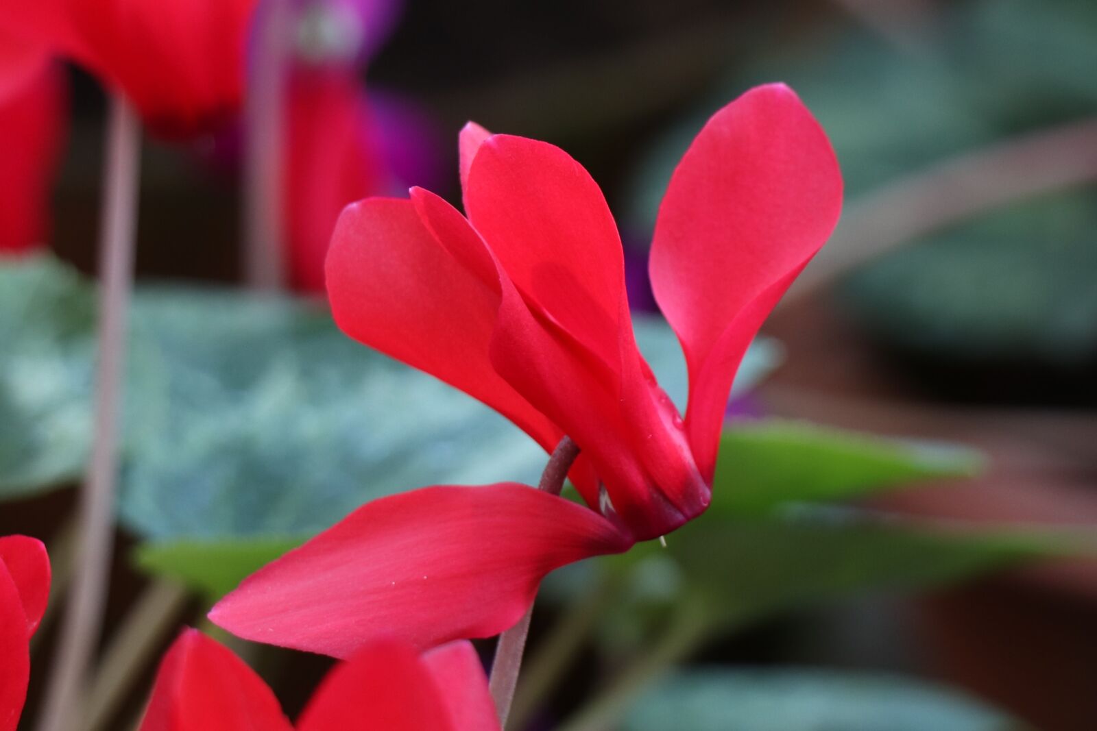Canon EOS 77D (EOS 9000D / EOS 770D) sample photo. Flower, red, flowers photography