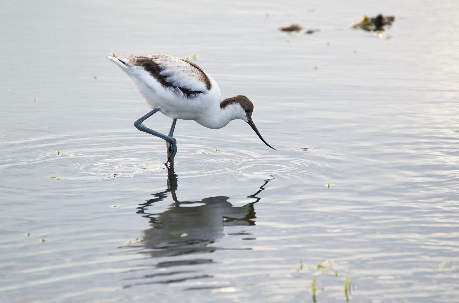 Tamron SP 150-600mm F5-6.3 Di VC USD sample photo. Avocet, young bird, pond photography